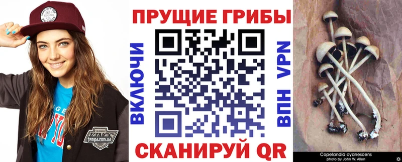 Галлюциногенные грибы прущие грибы  купить   ОМГ ОМГ ССЫЛКА  Себеж 